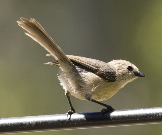 Photo (23): Bushtit