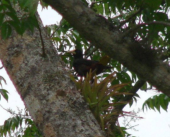 Photo (9): Crested Oropendola