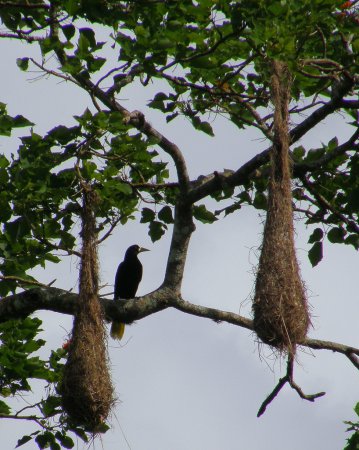 Photo (12): Crested Oropendola