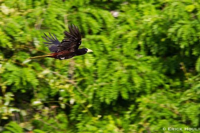 Photo (10): Crested Oropendola