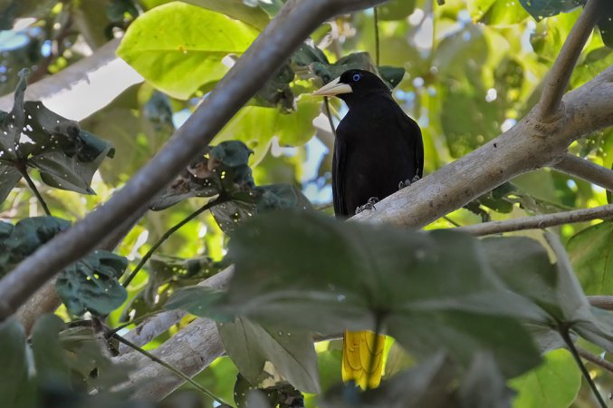 Photo (5): Crested Oropendola