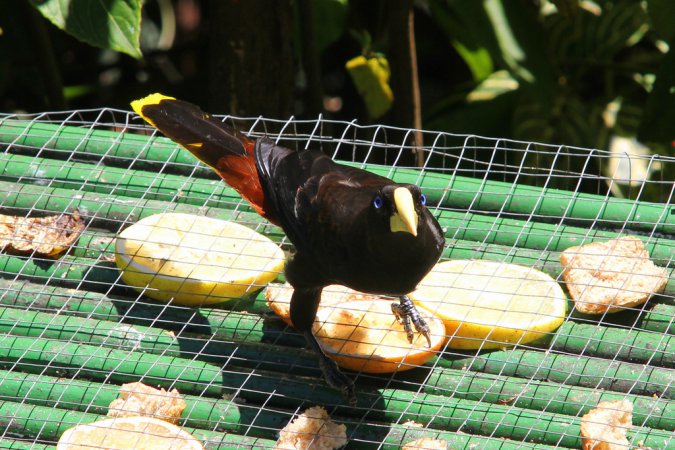 Photo (4): Crested Oropendola