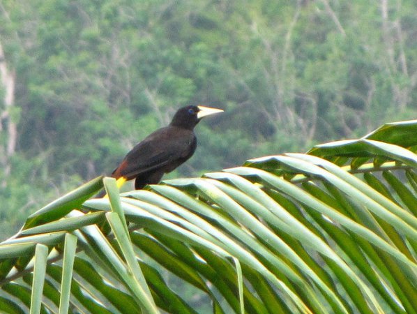 Photo (11): Crested Oropendola