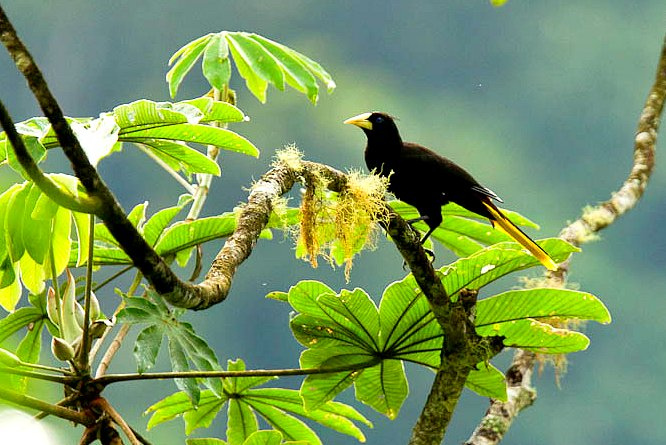 Photo (8): Crested Oropendola