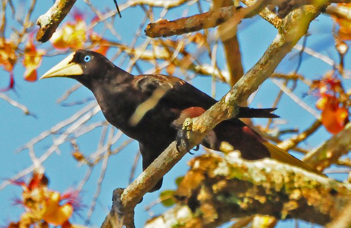 Photo (3): Crested Oropendola