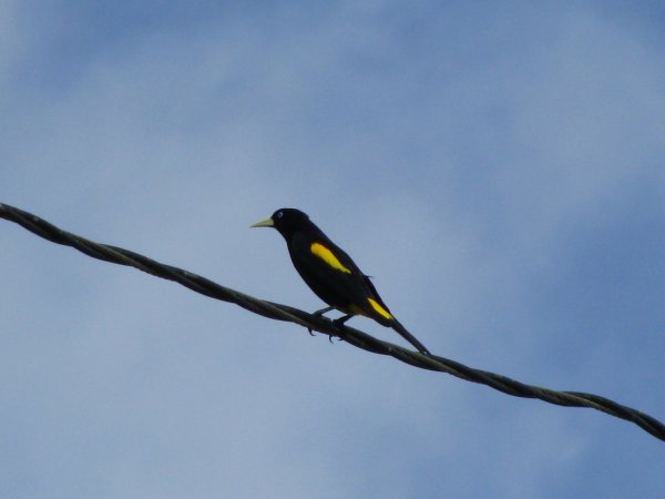 Photo (6): Crested Oropendola