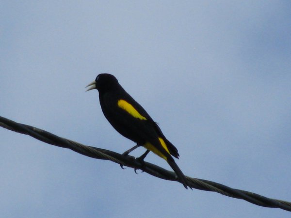 Photo (7): Crested Oropendola