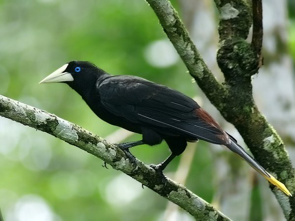Photo (1): Crested Oropendola