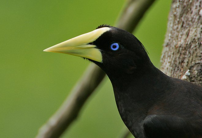 Photo (2): Crested Oropendola