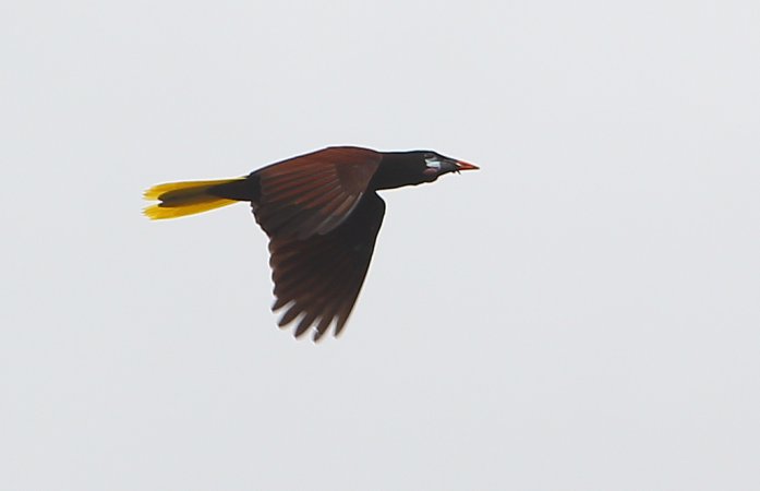 Photo (14): Montezuma Oropendola