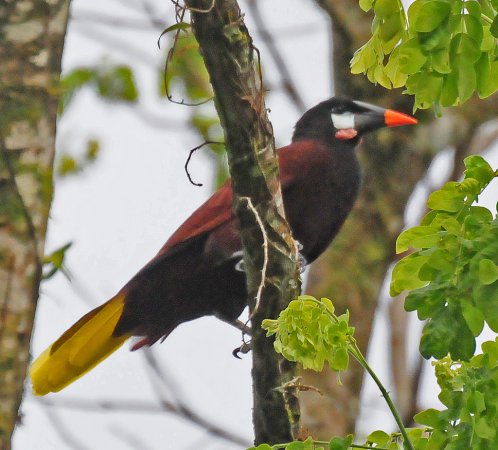 Photo (13): Montezuma Oropendola