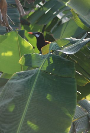 Photo (12): Montezuma Oropendola
