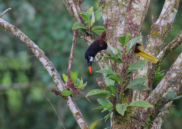 Photo (4): Montezuma Oropendola
