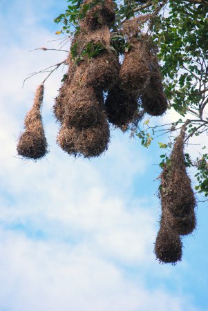 Photo (22): Montezuma Oropendola