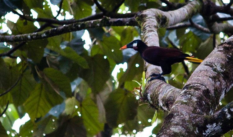 Photo (17): Montezuma Oropendola