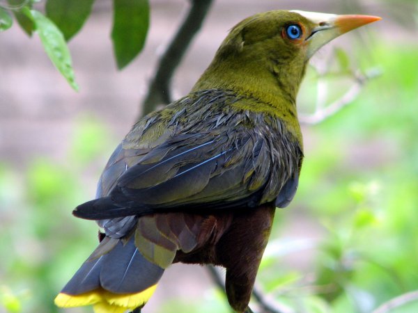 Photo (1): Green Oropendola