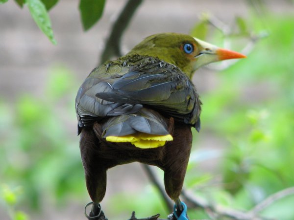 Photo (4): Green Oropendola