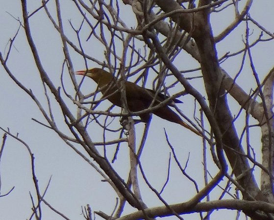 Photo (5): Green Oropendola