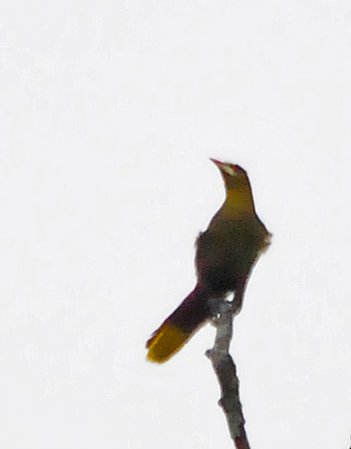 Photo (6): Green Oropendola