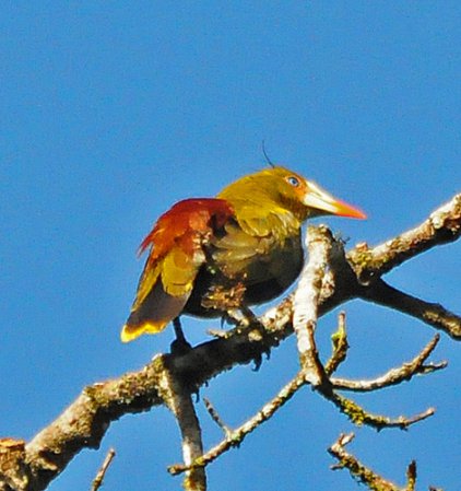 Photo (2): Green Oropendola