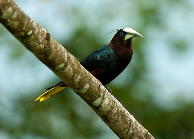Photo (2): Chestnut-headed Oropendola