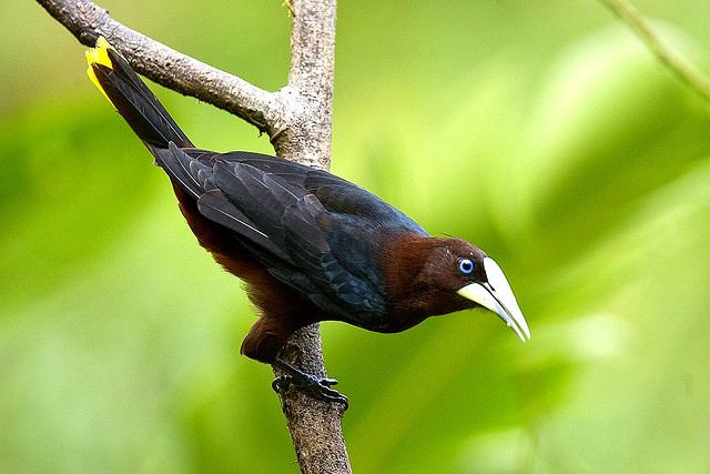 Photo (1): Chestnut-headed Oropendola