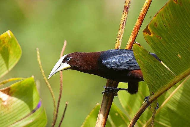 Photo (3): Chestnut-headed Oropendola