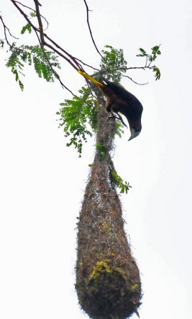 Photo (8): Chestnut-headed Oropendola