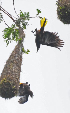 Photo (7): Chestnut-headed Oropendola