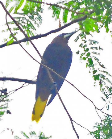 Photo (6): Chestnut-headed Oropendola