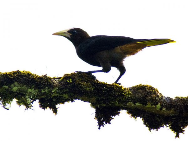 Photo (5): Chestnut-headed Oropendola