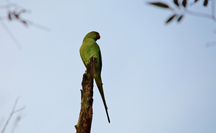 Photo (1): Rose-ringed Parakeet