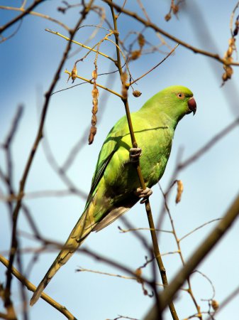 Photo (23): Rose-ringed Parakeet