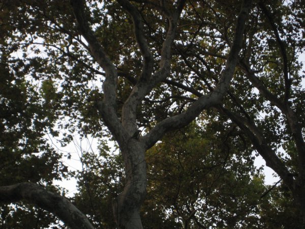 Photo (8): Rose-ringed Parakeet