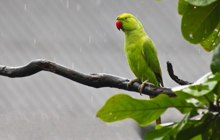Photo (17): Rose-ringed Parakeet