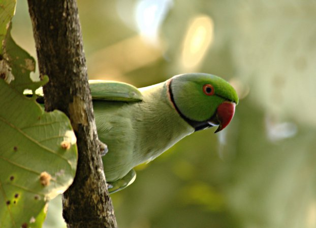Photo (15): Rose-ringed Parakeet