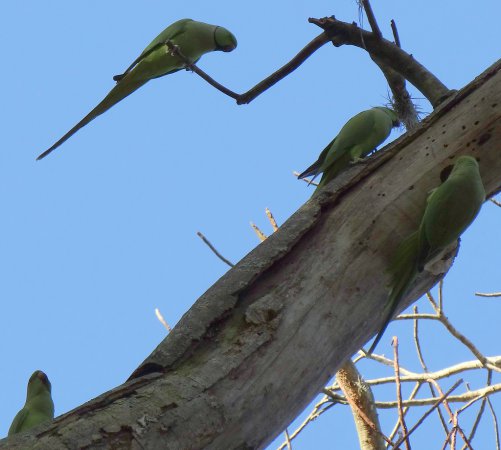 Photo (24): Rose-ringed Parakeet