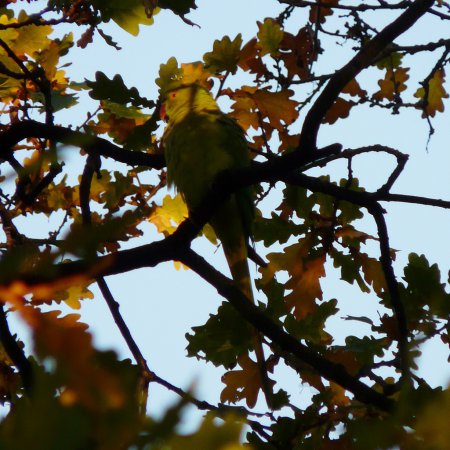 Photo (9): Rose-ringed Parakeet