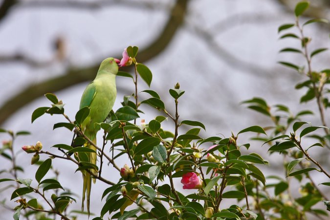 Photo (19): Rose-ringed Parakeet