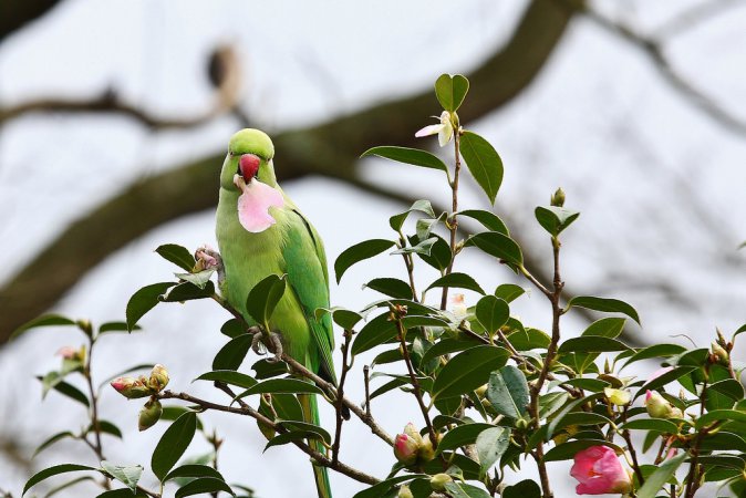 Photo (13): Rose-ringed Parakeet