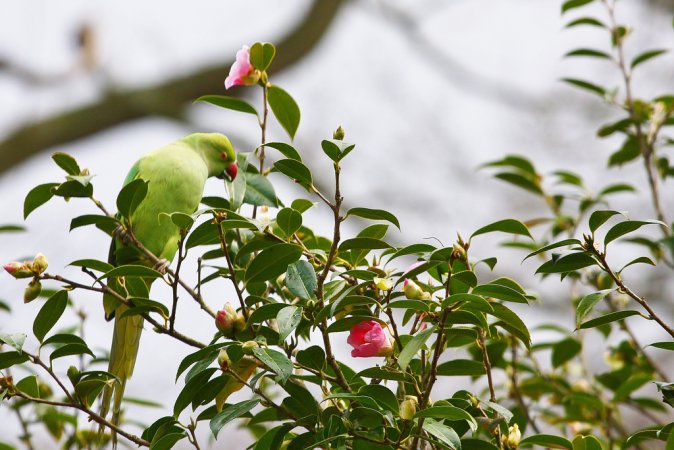 Photo (22): Rose-ringed Parakeet