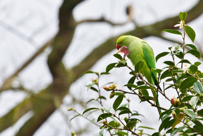 Photo (5): Rose-ringed Parakeet