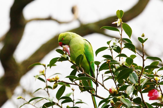 Photo (2): Rose-ringed Parakeet