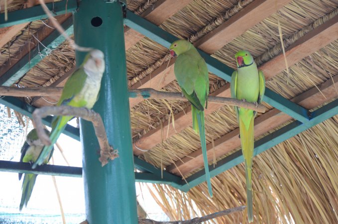 Photo (16): Rose-ringed Parakeet