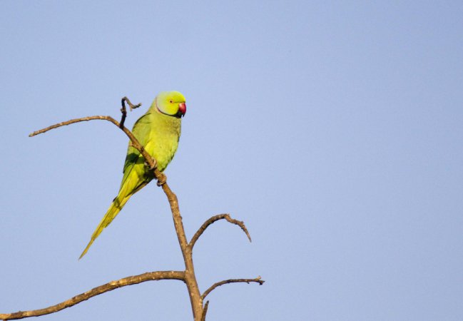 Photo (12): Rose-ringed Parakeet