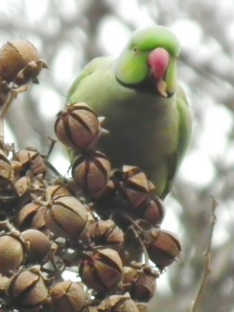 Photo (6): Rose-ringed Parakeet