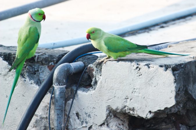 Photo (20): Rose-ringed Parakeet
