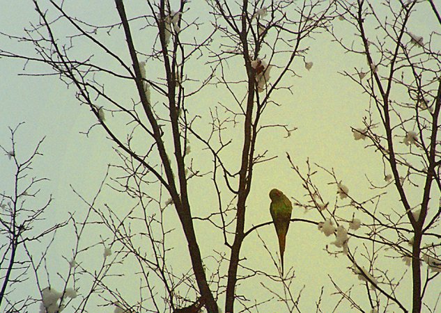 Photo (10): Rose-ringed Parakeet