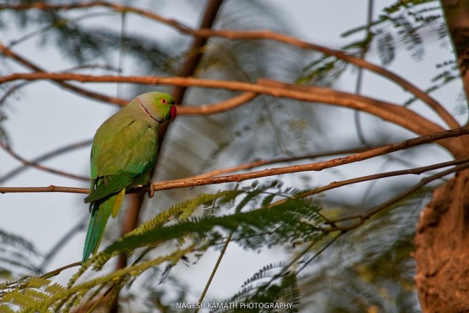 Photo (21): Rose-ringed Parakeet