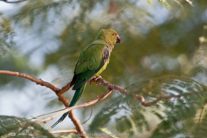 Photo (11): Rose-ringed Parakeet